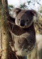 /album/fotogalerie/koala1-1-jpg1/